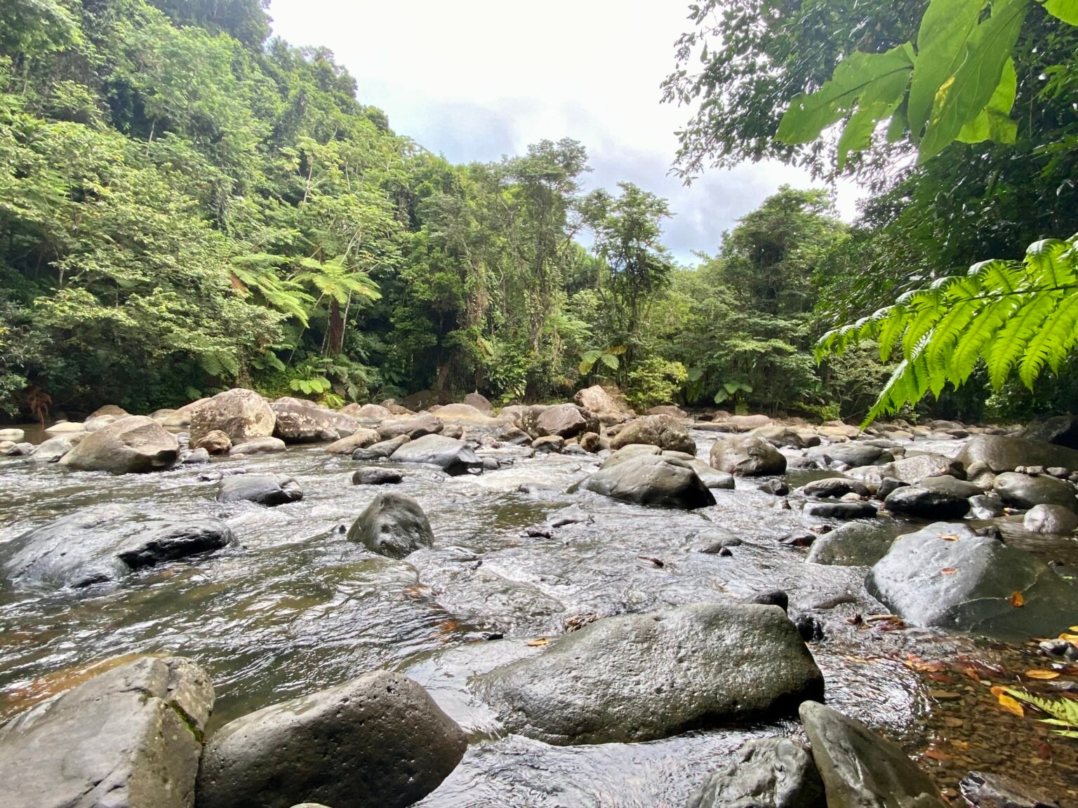 vista del río mameyes, al final de la vereda angelito