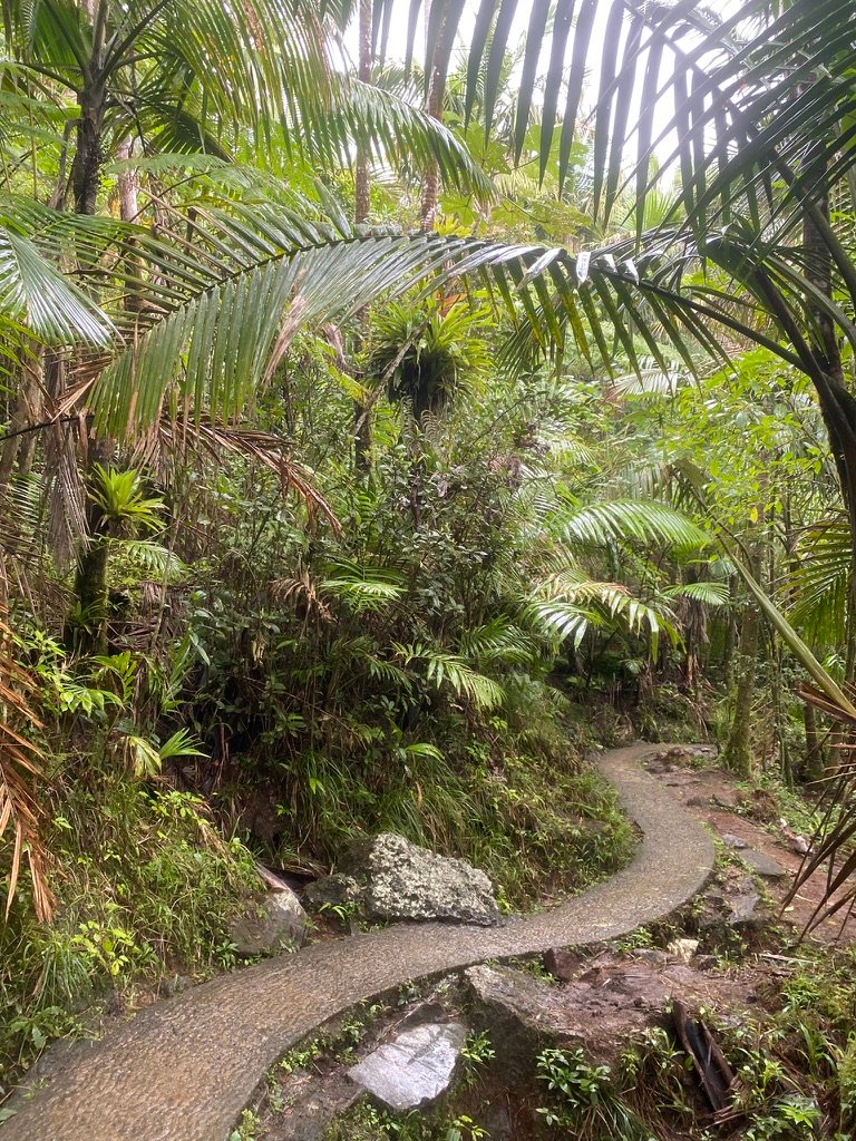 el sendero hacia la torre Mount Britton bajo el dosel del Yunque