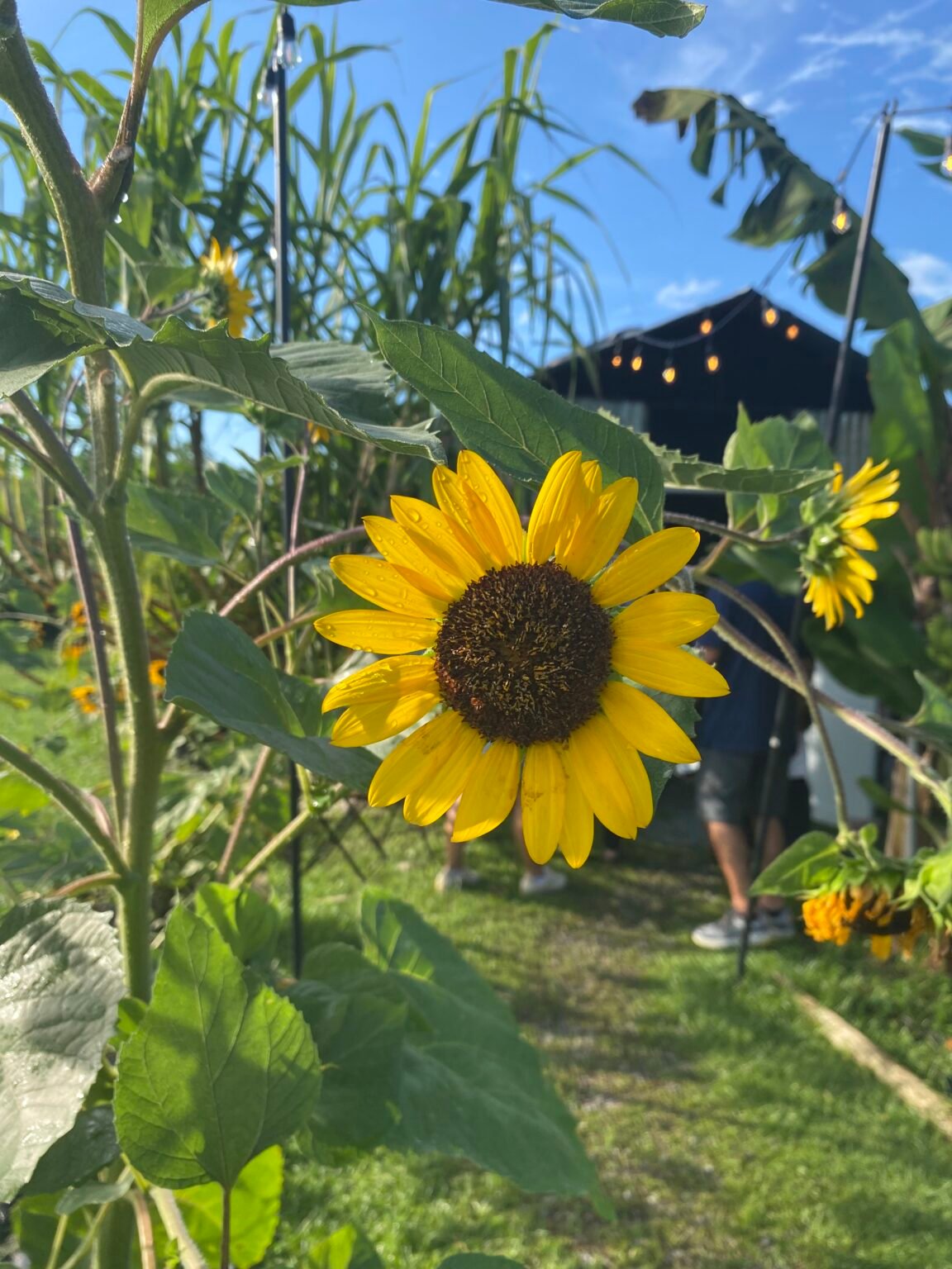 girasol en la entrada del café jardín