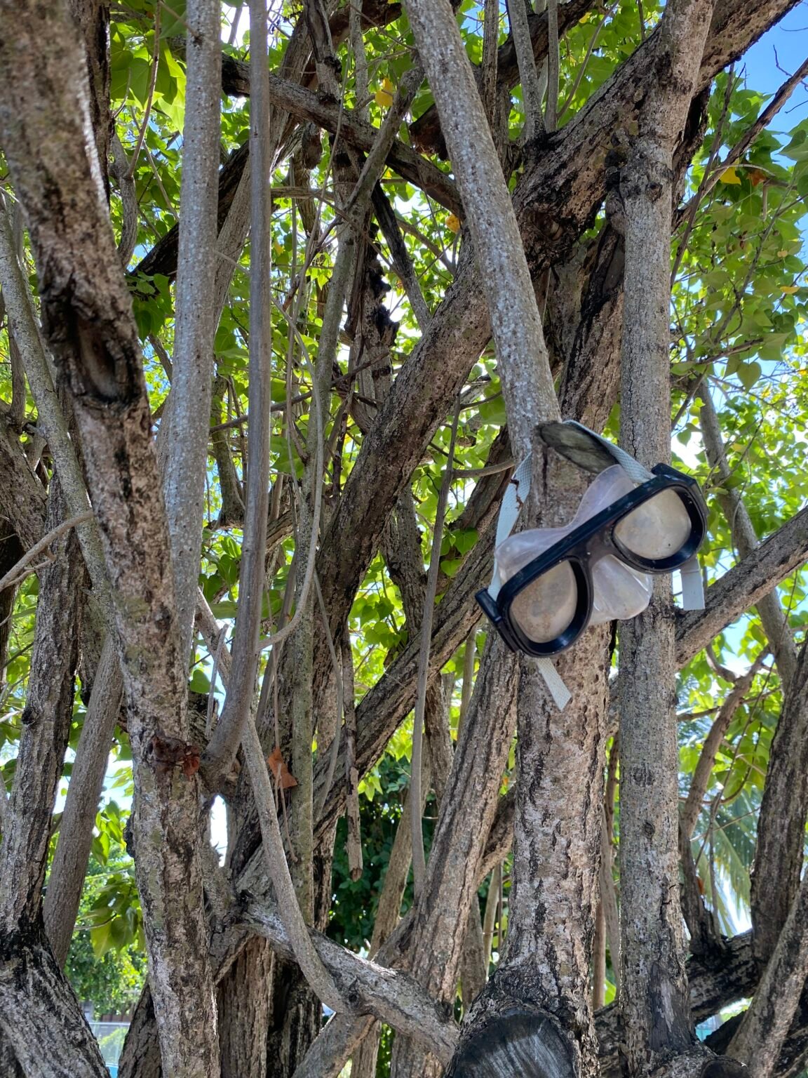 un par de goggles colgando de las ramas de un árbol