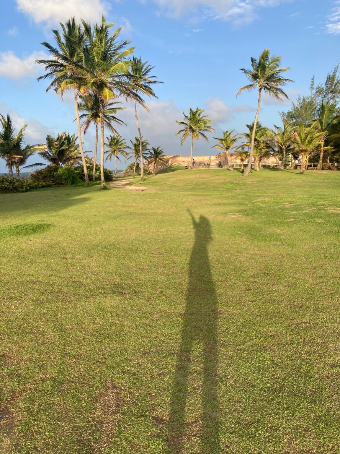 las palmeras y la sombra de una mujer en la grama