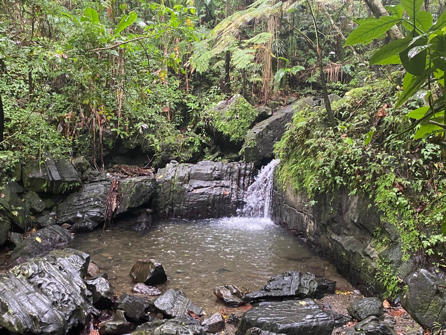 pequeña cascada en la quebrada juan diego en el yunque