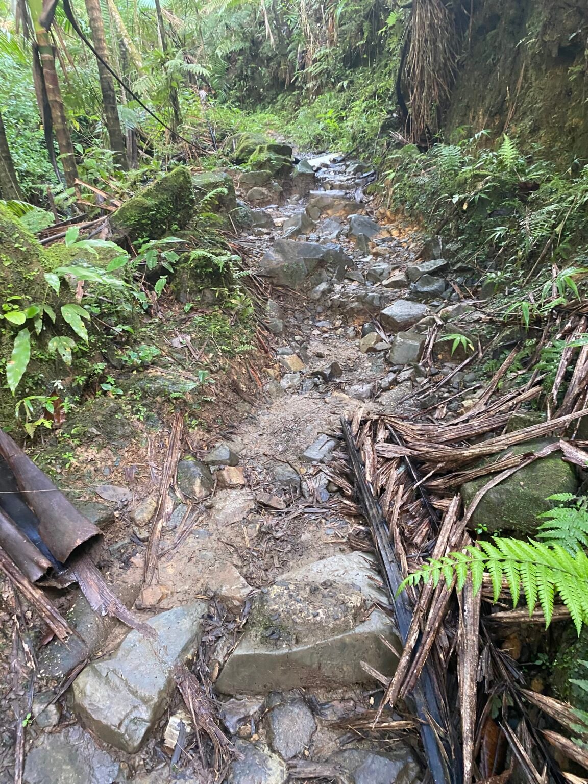 camino de rocas y lodo que forma parte de la vereda de Los Picachos en El Yunque