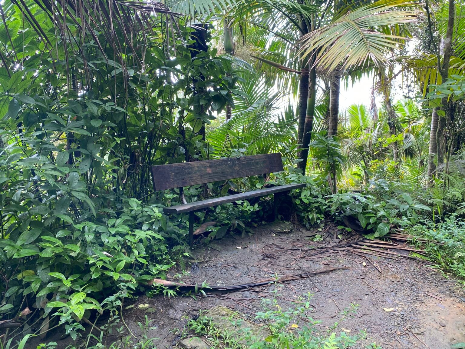 una silla de descanso dentro de la vereda de El Yunque