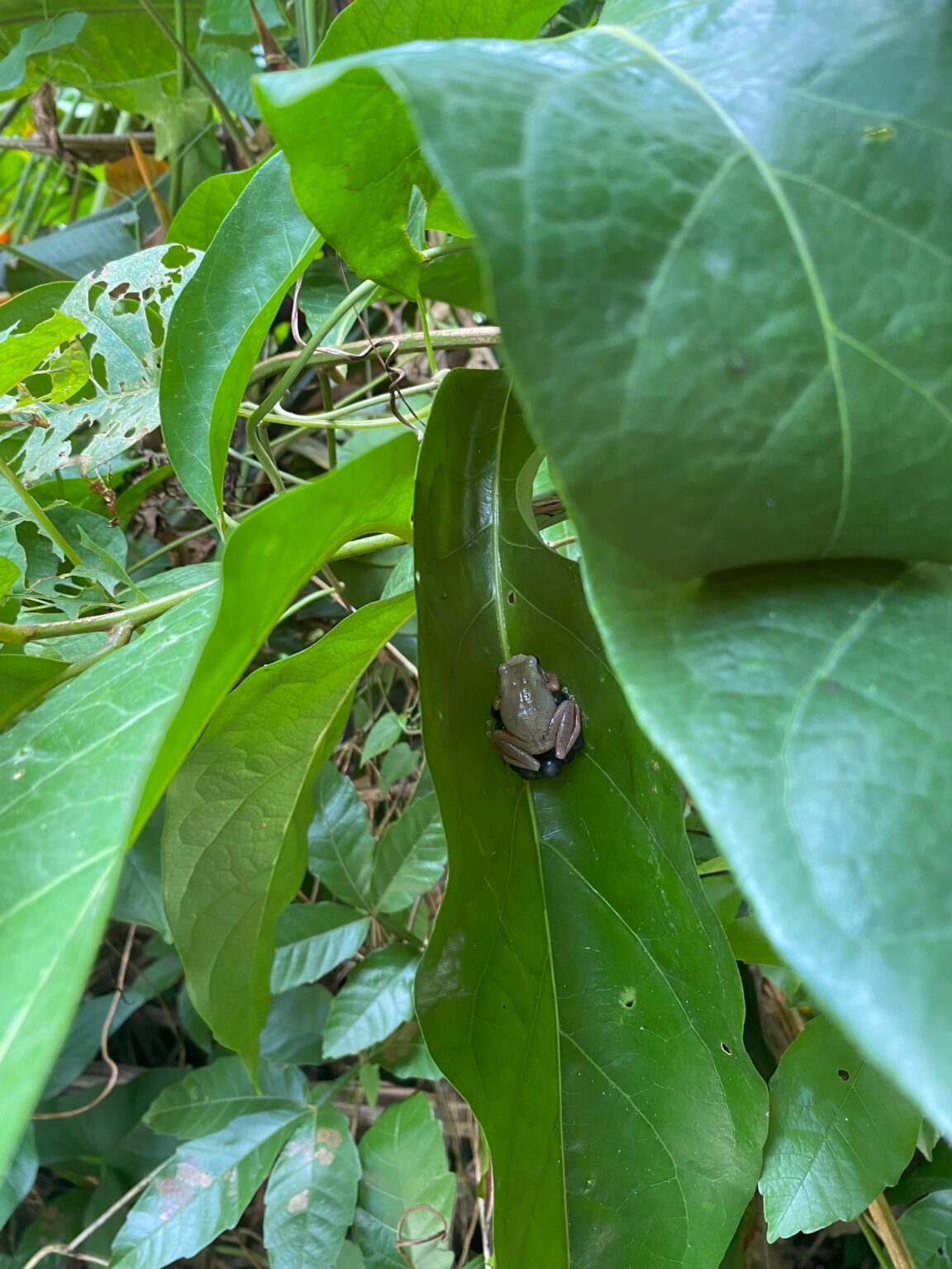 papá coquí aferrado a una hoja, protegiendo sus huevitos de bebés coquíes