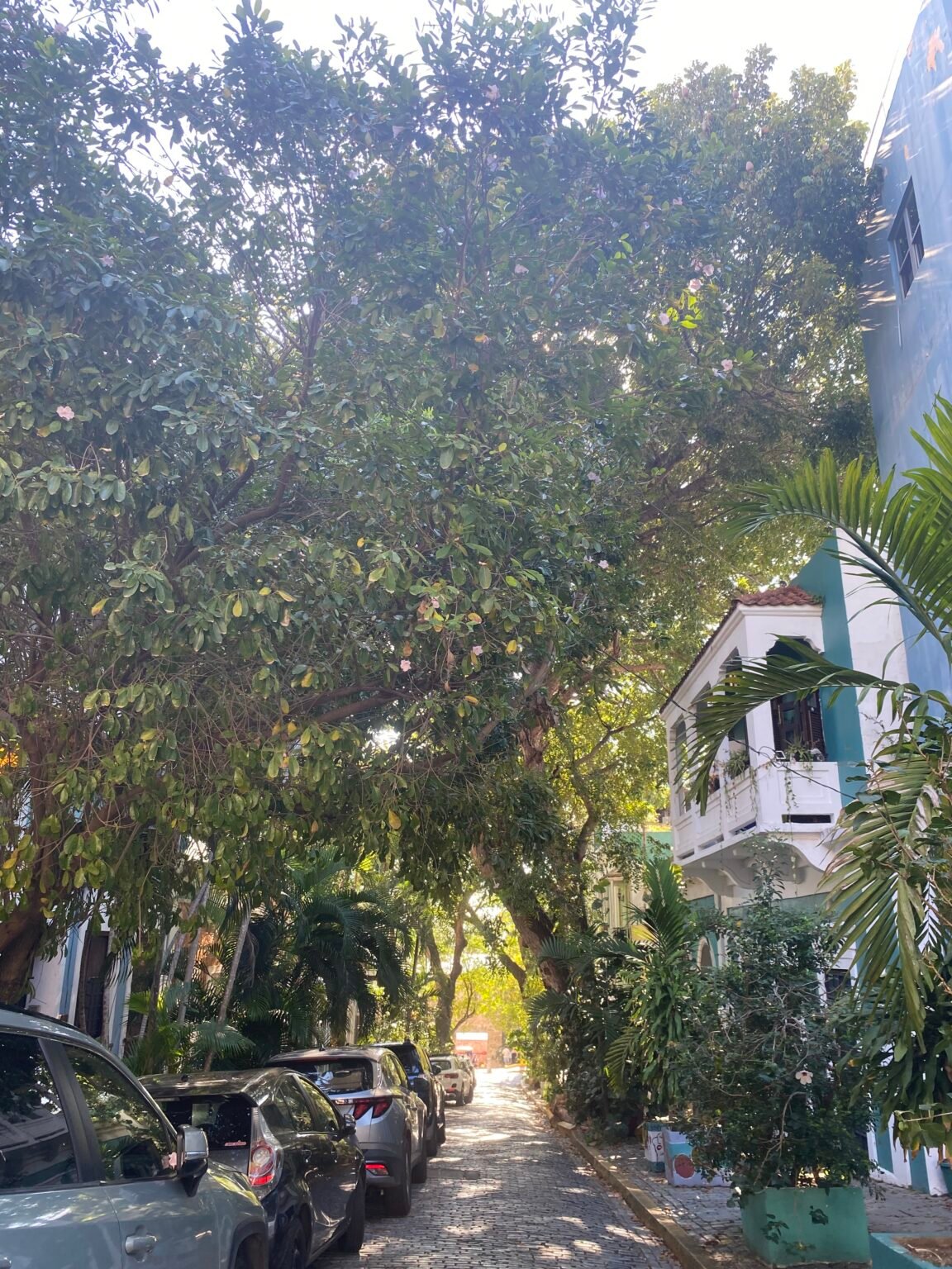 una calle del Viejo San Juan cubierta por la sombra de los árboles.