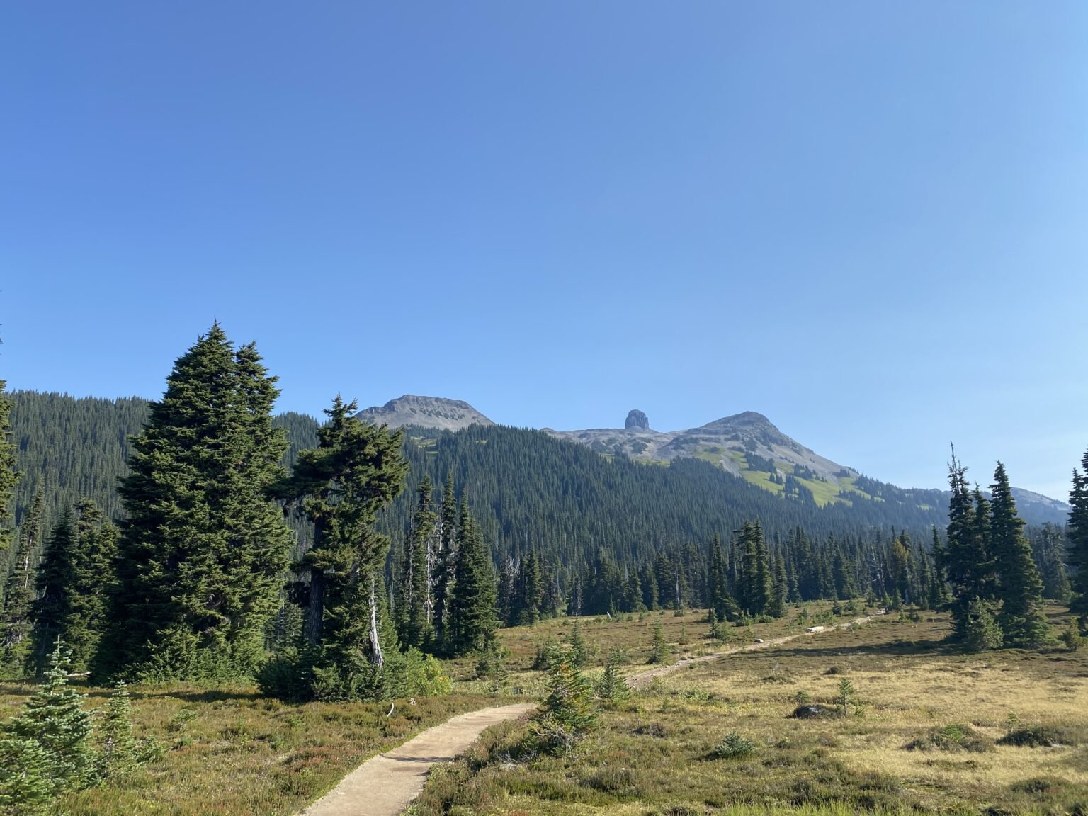 parte del sendero de Panorama Ridge. se ve el camino, los pinos, flores silvestres amarillas y los picos de las montañas a lo lejos