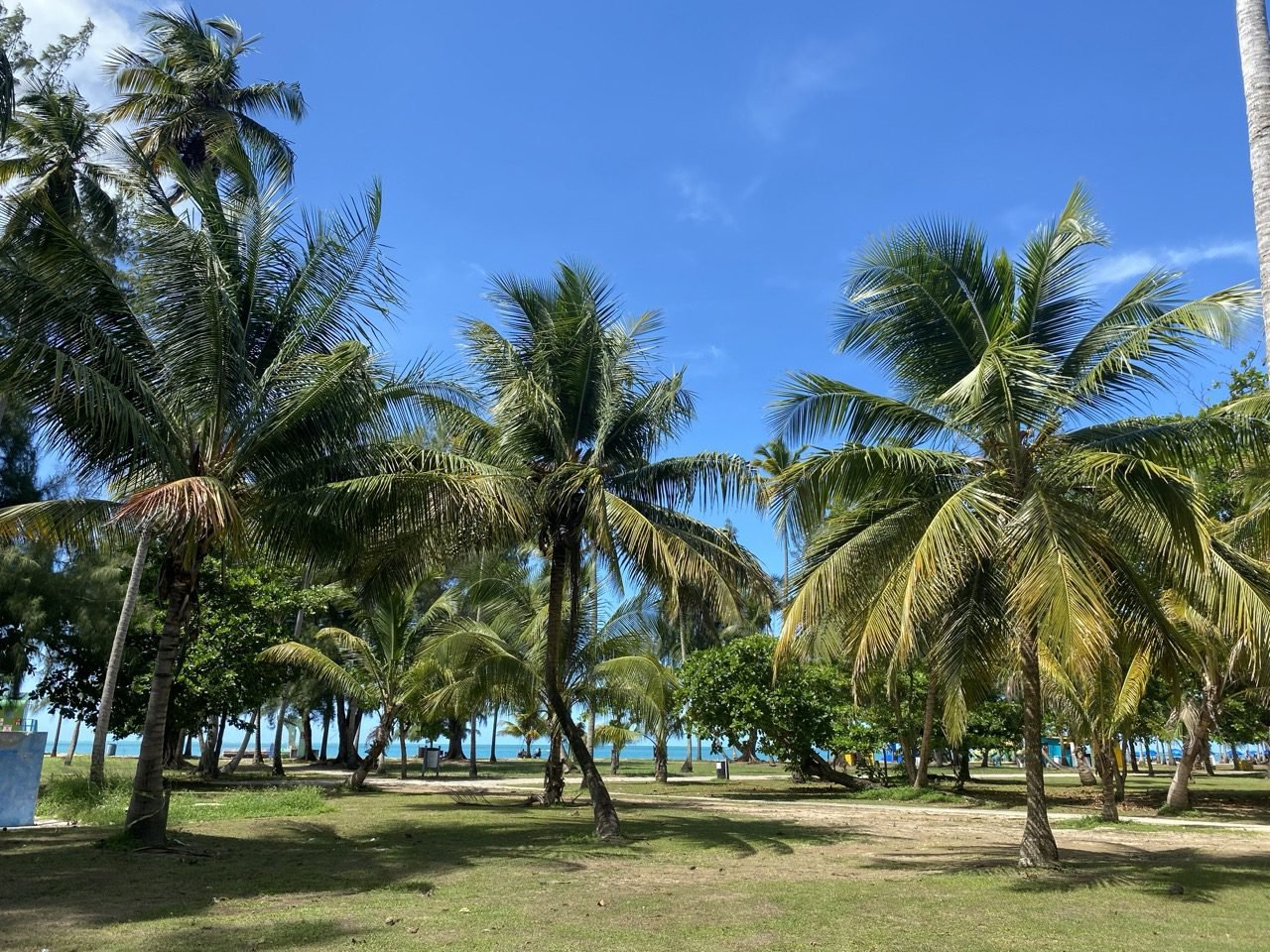 las palmas del balneario la monserrate en luquillo puerto rico