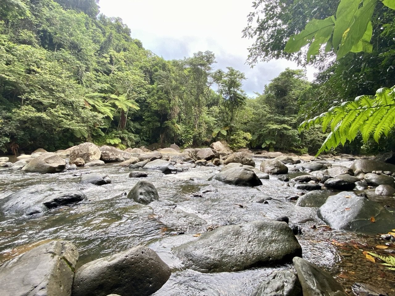 el agua y las rocas del rio mameyes
